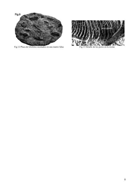 falsificación de trilobites del norte de africa - elfosil.com
