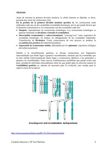 La meiosis - IES San Isidro