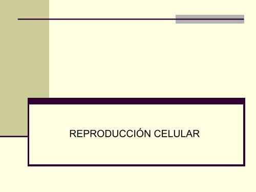 meiosis