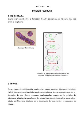 CAPÍTULO 13 DIVISIÓN CELULAR - Biomilenio.net