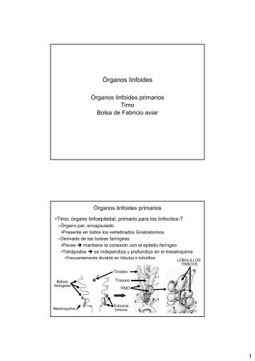 Órganos hematopoyéticos y linfoides-III: Órganos linfoides primarios