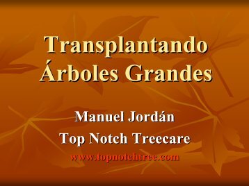 Transplantando árboles grandes