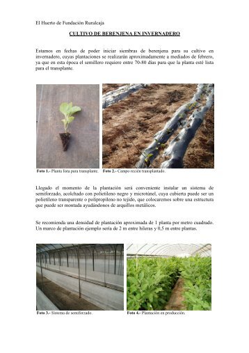 Boletín nº 45. Cultivo de berenjena en invernadero. - Fundación ...