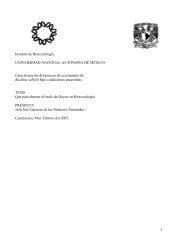 Caracterización del proceso de fermentación de Bacillus subtilis