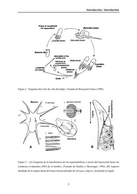 Composición bioquímica y crecimiento de paralarvas de pulpo ...