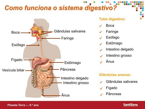 Sistema digestivo.pdf (3,7 MB) - Webnode