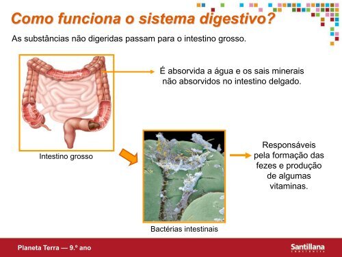 Sistema digestivo.pdf (3,7 MB) - Webnode