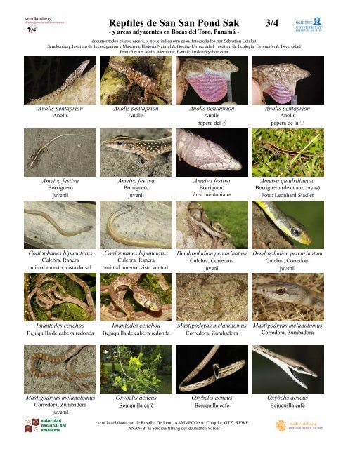 Anfibios de San San Pond Sak 1/1 - Senckenberg