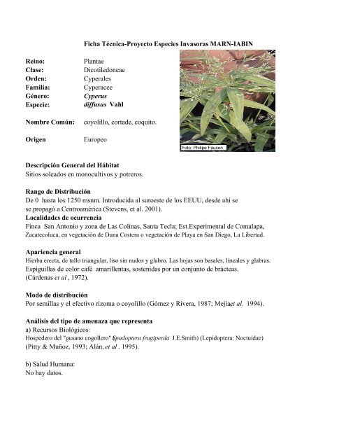 Cyperus diffusus