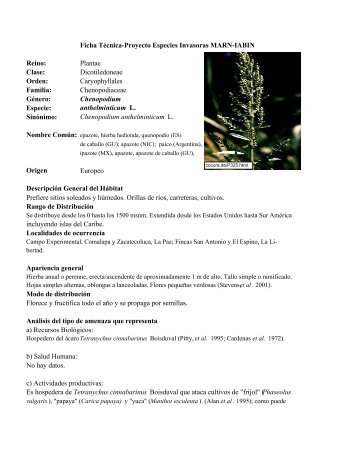 Chenopodium anthelminticum