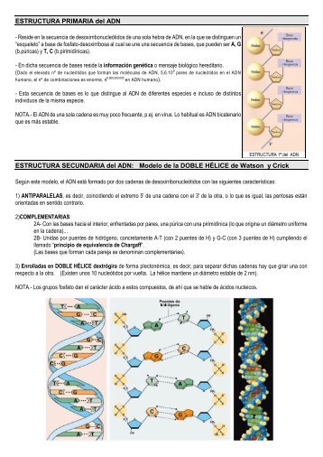 ESTRUCTURA PRIMARIA del ADN ESTRUCTURA SECUNDARIA ...