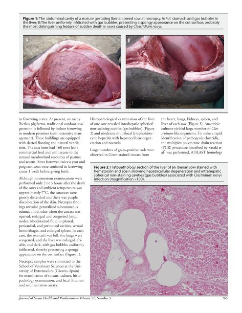 Clostridium novyi infection causing sow mortality in an - American ...