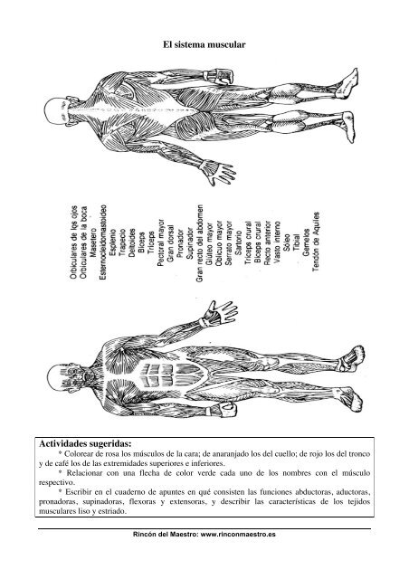 Láminas ciencias naturales - El Rincón del Maestro