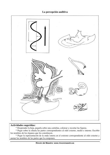 Láminas ciencias naturales - El Rincón del Maestro