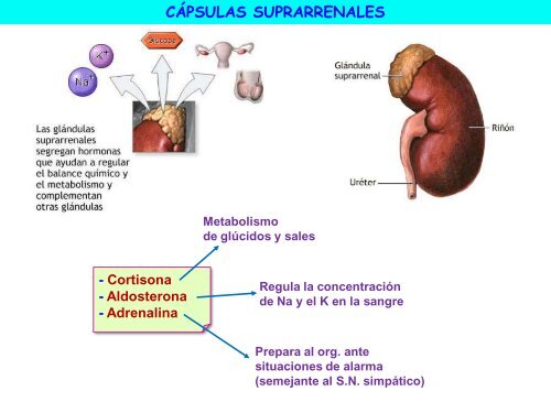 LA RELACIÓN EN LOS ANIMALES - ies "poeta claudio rodríguez"