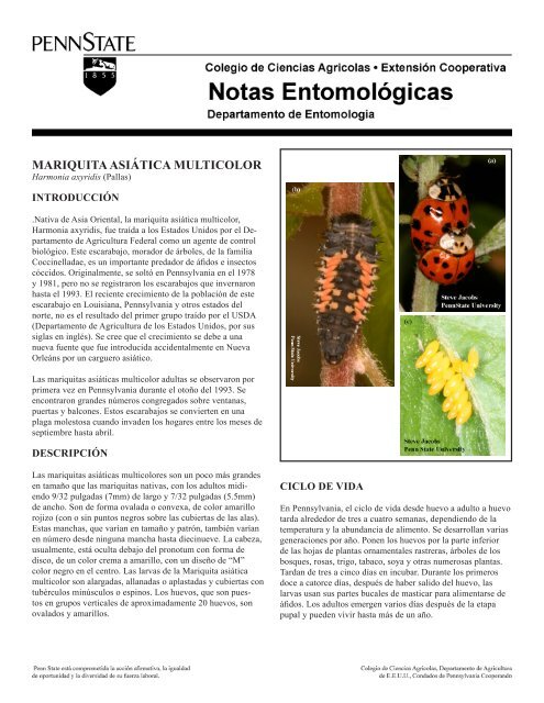 PDF En Español Mariquita Asiática Multicolor