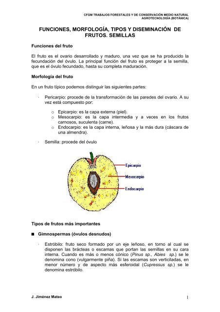 funciones, morfología, tipos y diseminación de frutos ... - Educarm