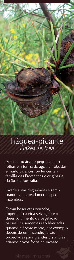 háquea-picante (Hakea sericea)