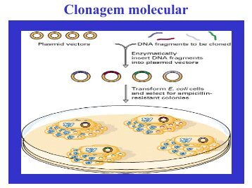 Clonagem molecular - Biologia Molecular e Genética