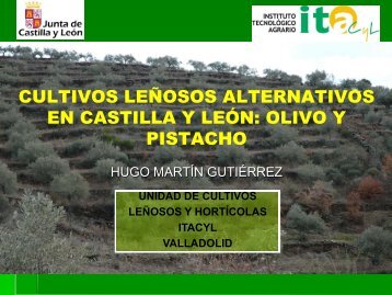 Cultivos leñosos alternativos en Castilla y León, Olivo y Pistacho.