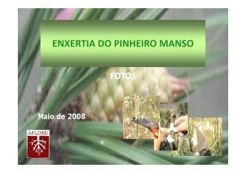 Fases da Enxertia do Pinheiro Manso - AFLOBEI