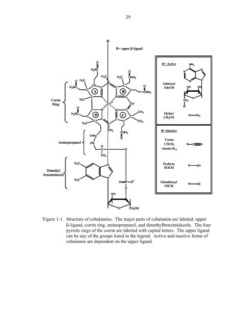 B12 METABOLISM IN HUMANS By NICOLE AURORA LEAL A ...