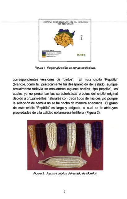 Guía para seleccionar semilla de maíz criollo y variedades ...