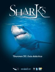 Tiburones 3D, Guía didáctica - Sharks 3D