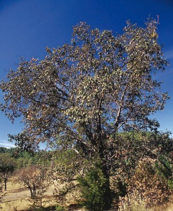 Quercus crassifolia Humb.