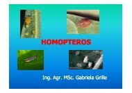 Homopteros