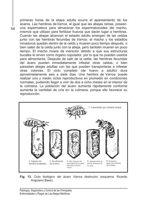 15-Agosto-2012 Manual de Abejas FINAL y - Consejo Técnico ...