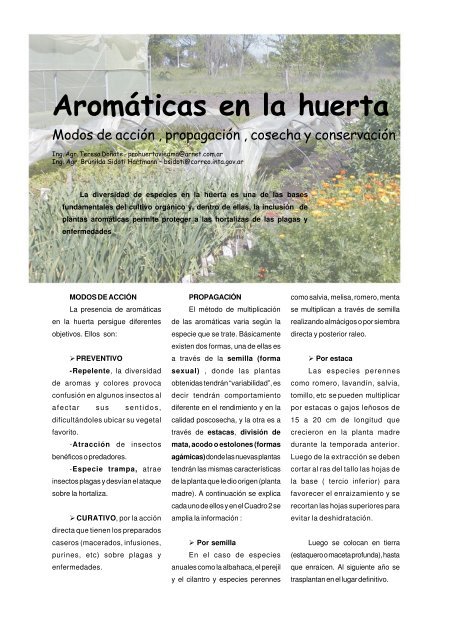 Aromáticas en la huerta.pdf - INTA