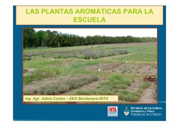 LAS PLANTAS AROMÁTICAS PARA LA ESCUELA - INTA