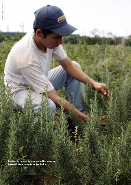 PLANTAS MEDICINALES Y AROMÁTICAS - Ministerio de ...