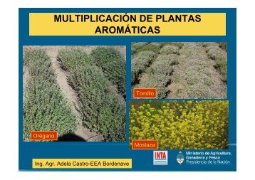 MULTIPLICACIÓN DE PLANTAS AROMÁTICAS - INTA