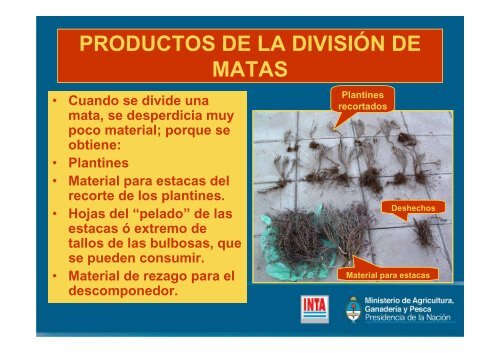 MULTIPLICACIÓN DE PLANTAS AROMÁTICAS - INTA