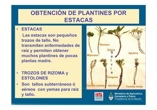 MULTIPLICACIÓN DE PLANTAS AROMÁTICAS - INTA