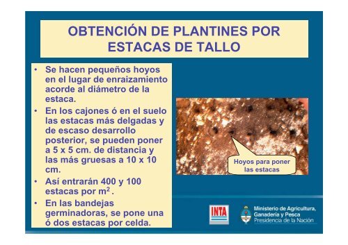 MULTIPLICACIÓN DE PLANTAS AROMÁTICAS - INTA