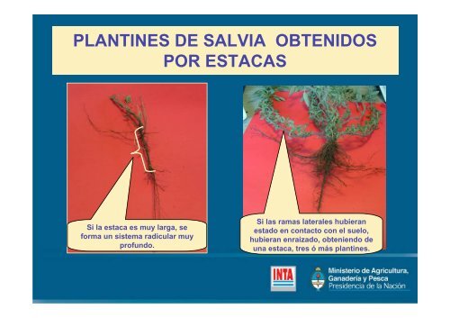 MULTIPLICACIÓN DE PLANTAS AROMÁTICAS - INTA