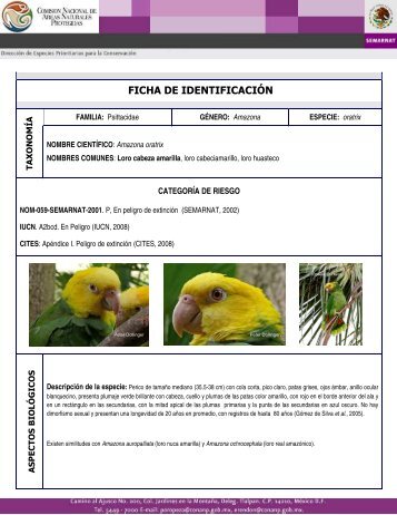 Ficha de Identificación: Loro Cabeza Amarilla - Semarnat