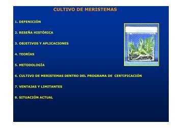 Cultivo de meristemas 2008