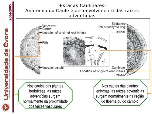 elementos sobre anatomia e fisiologia do enraizamento adventicio.pdf