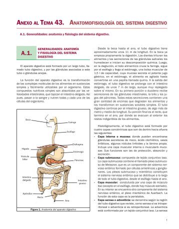 Anexo Anatomofisiología del sistema digestivo.indd - Grupo CTO