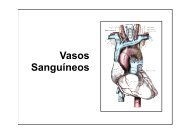 Función de los Vasos Sanguíneos