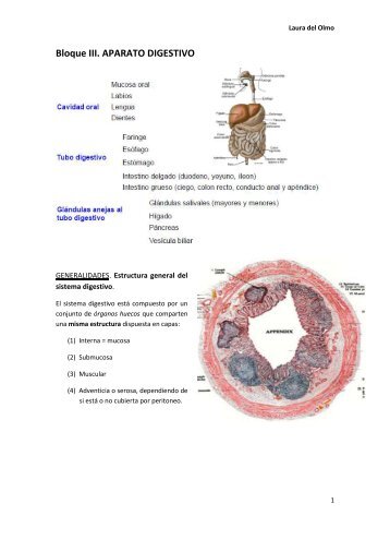 BLOQUE III. DIGESTIVO.pdf - VeoApuntes.com