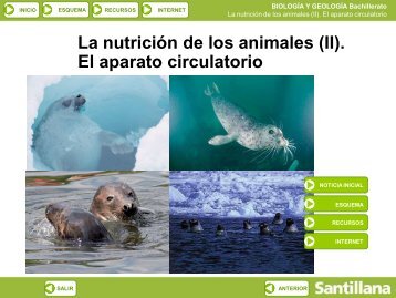 Aparato circulatorio en los animales - ies "poeta claudio rodríguez"