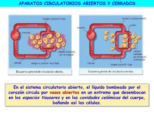 Circulación - ies "poeta claudio rodríguez"