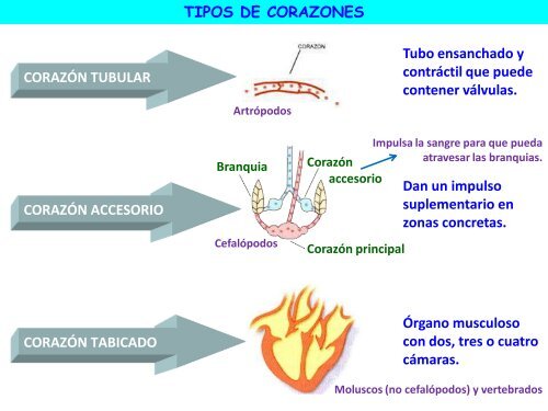 Circulación - ies "poeta claudio rodríguez"