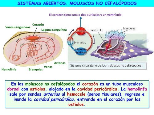 Circulación - ies "poeta claudio rodríguez"