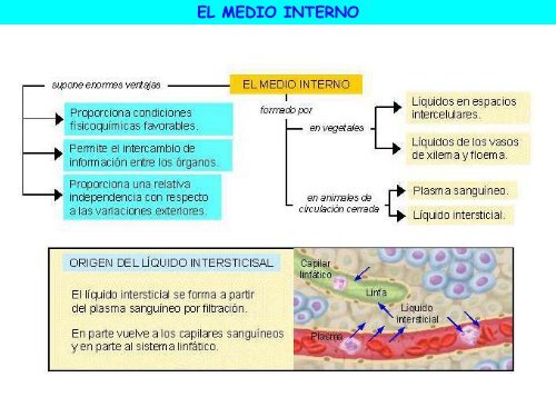 Circulación - ies "poeta claudio rodríguez"